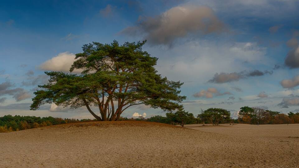 A solitary tree on a sandy hill with a clear sky.