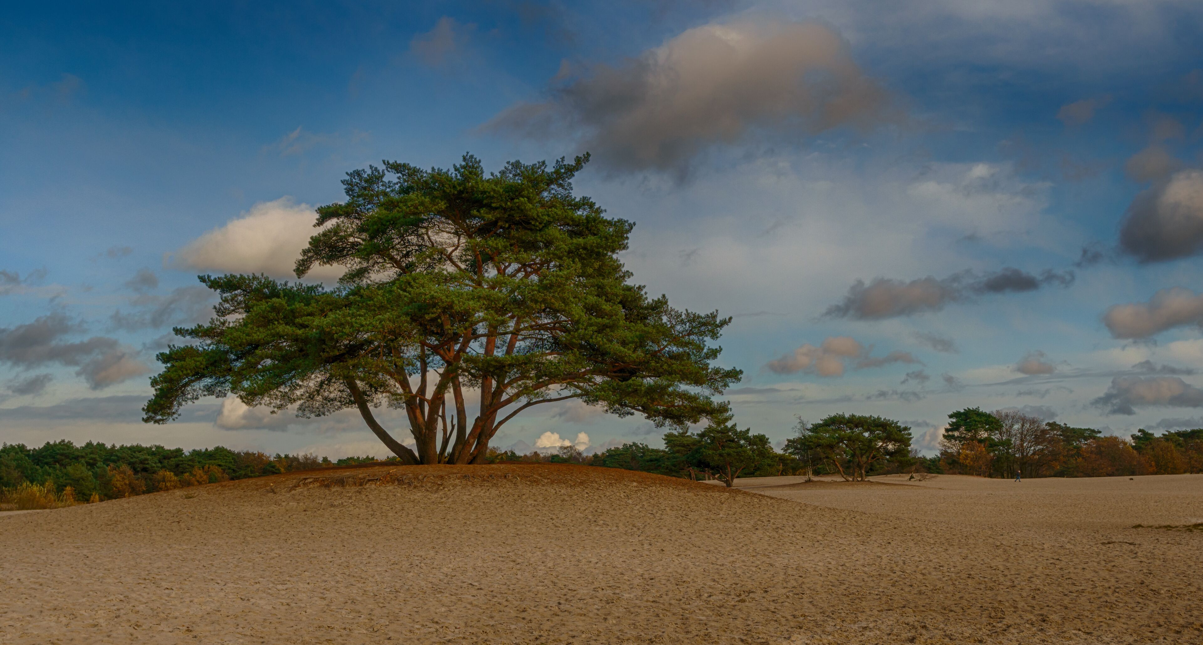 A solitary tree on a sandy hill with a clear sky.