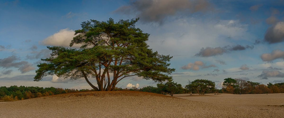 A solitary tree on a sandy hill with a clear sky.