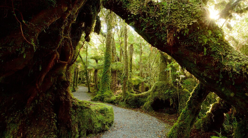 Fox Glacier mostrando escenas forestales