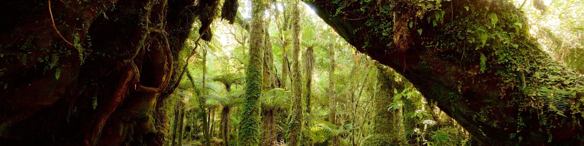 Fox Glacier showing forest scenes