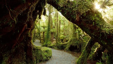 Fox Glacier which includes forest scenes