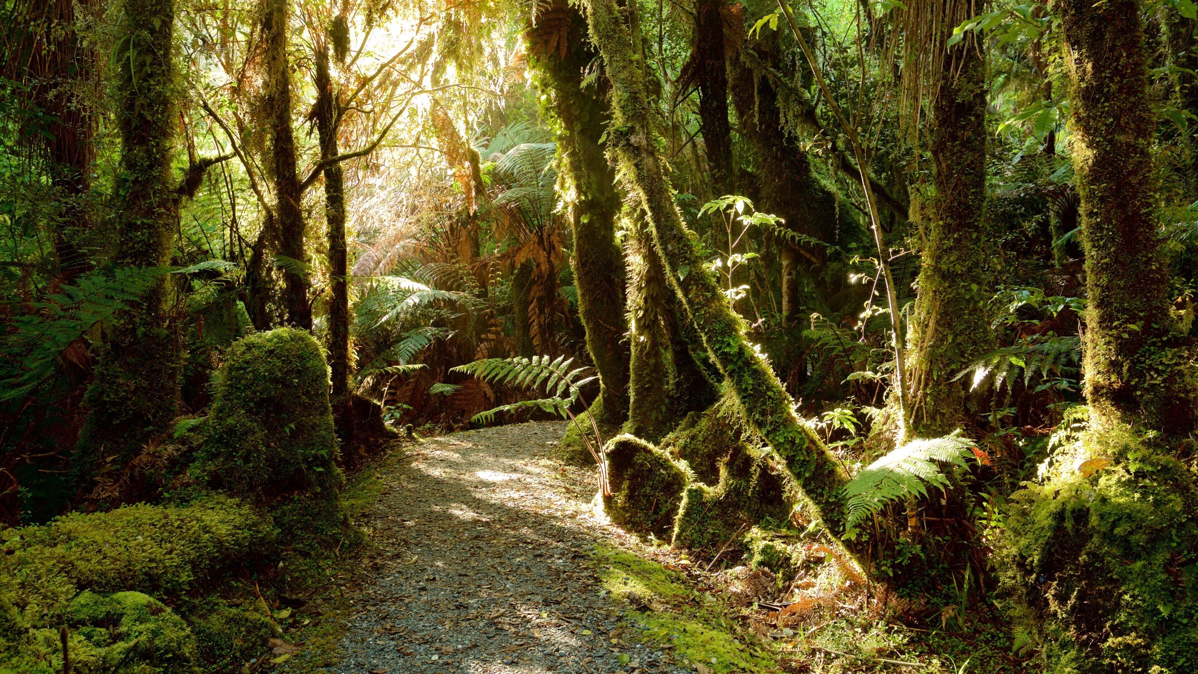 Fox Glacier showing forest scenes