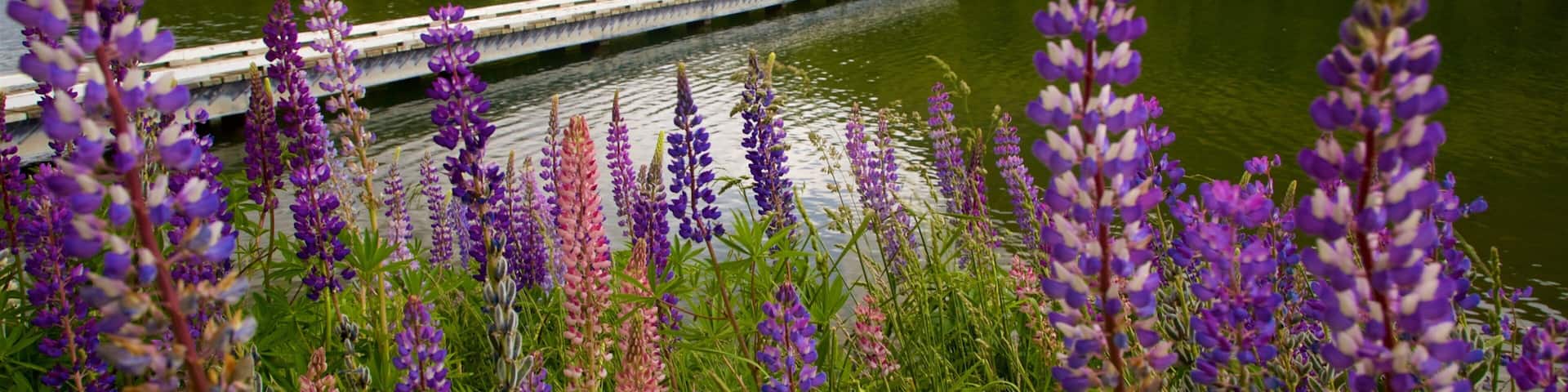 Omarama showing wildflowers and a lake or waterhole