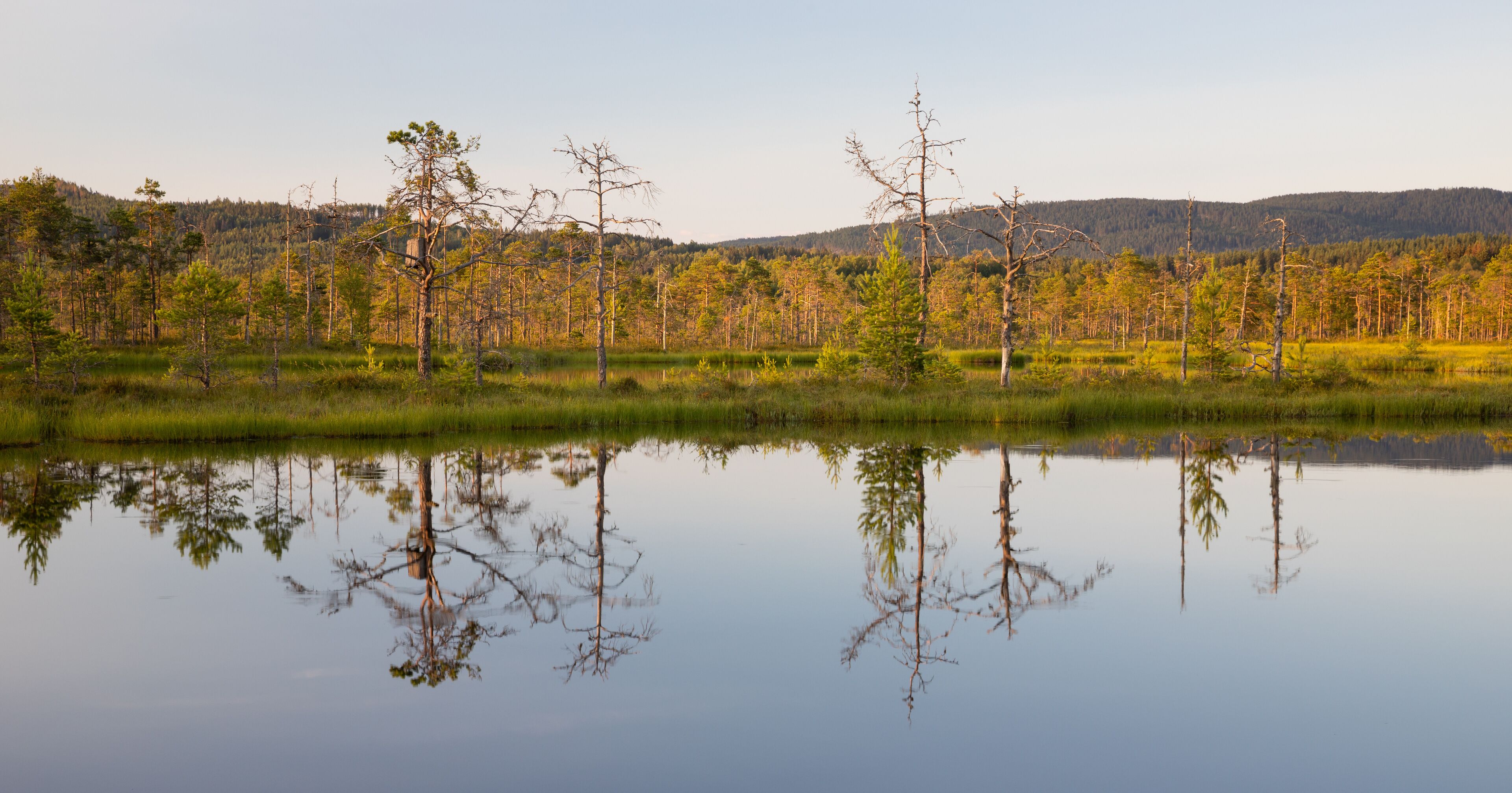 コングスビンゲル