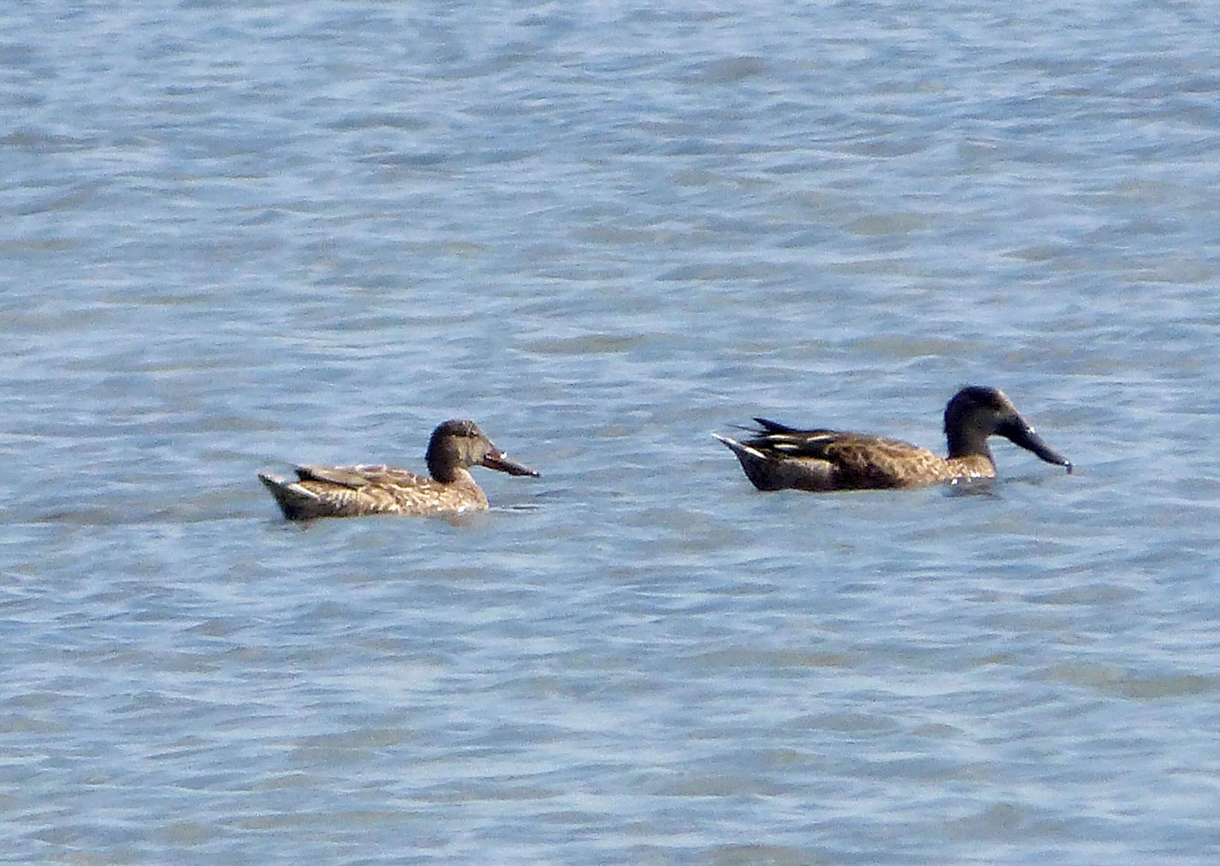 Shoveler. Anas clypeata. In eclipse plumage