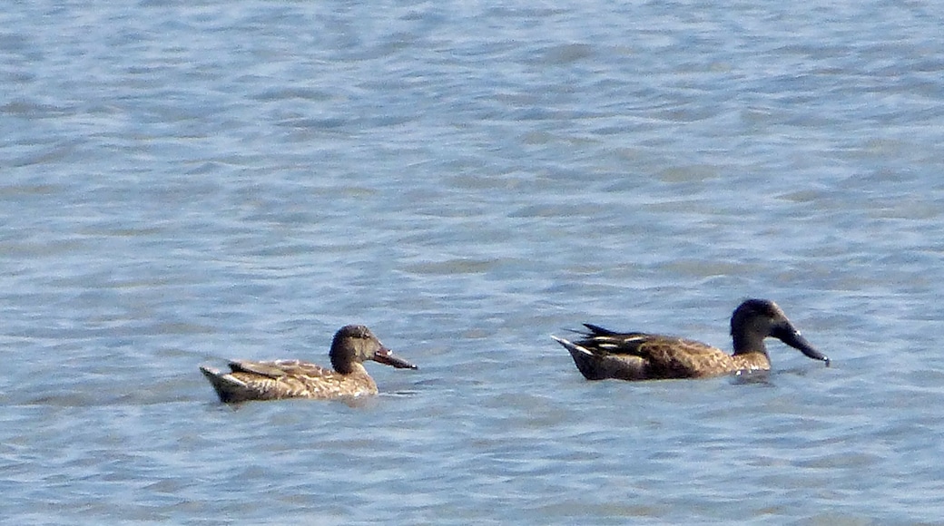 Shoveler. Anas clypeata. In eclipse plumage