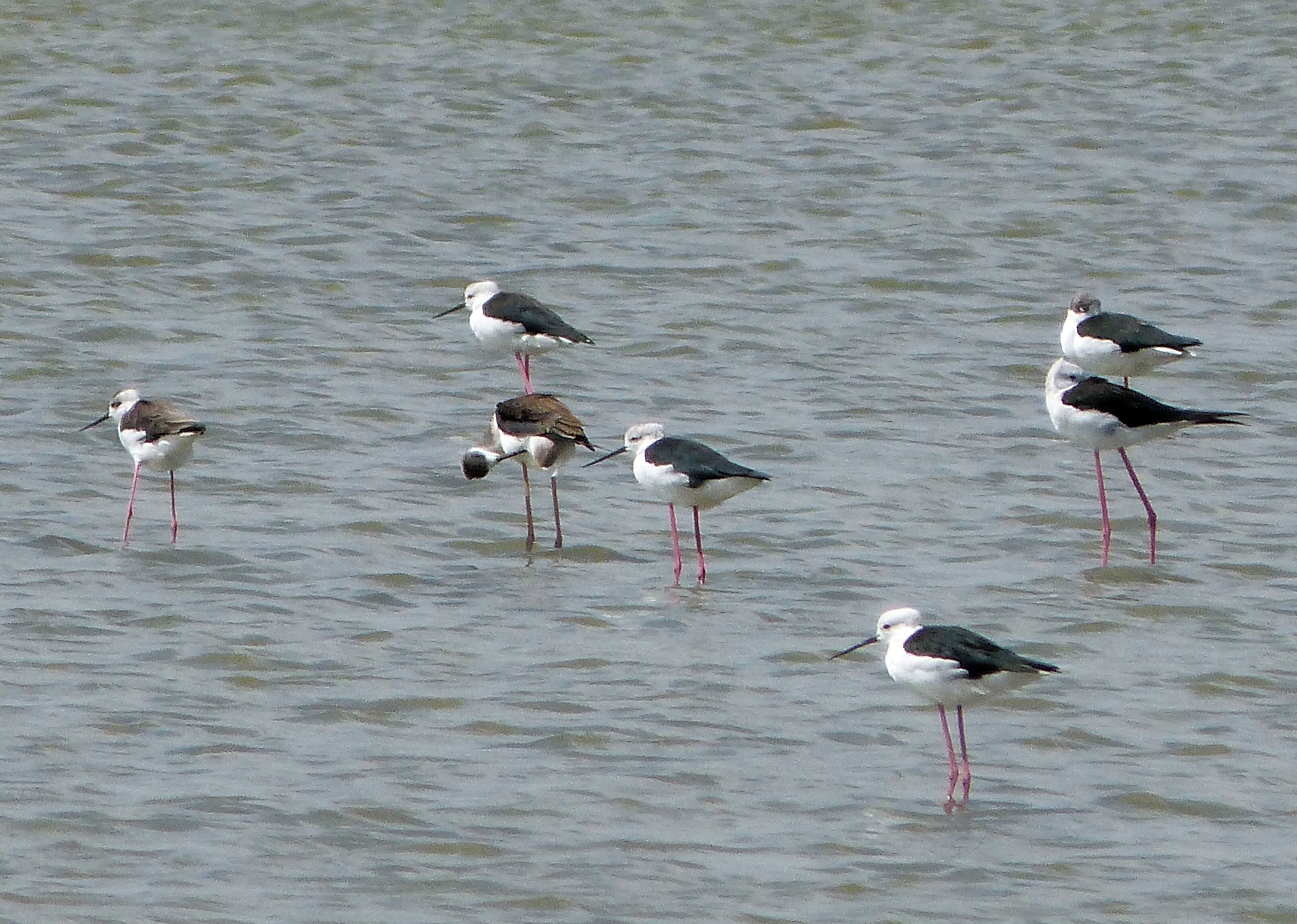 Black-winged Stilts. Himantopus himantopus