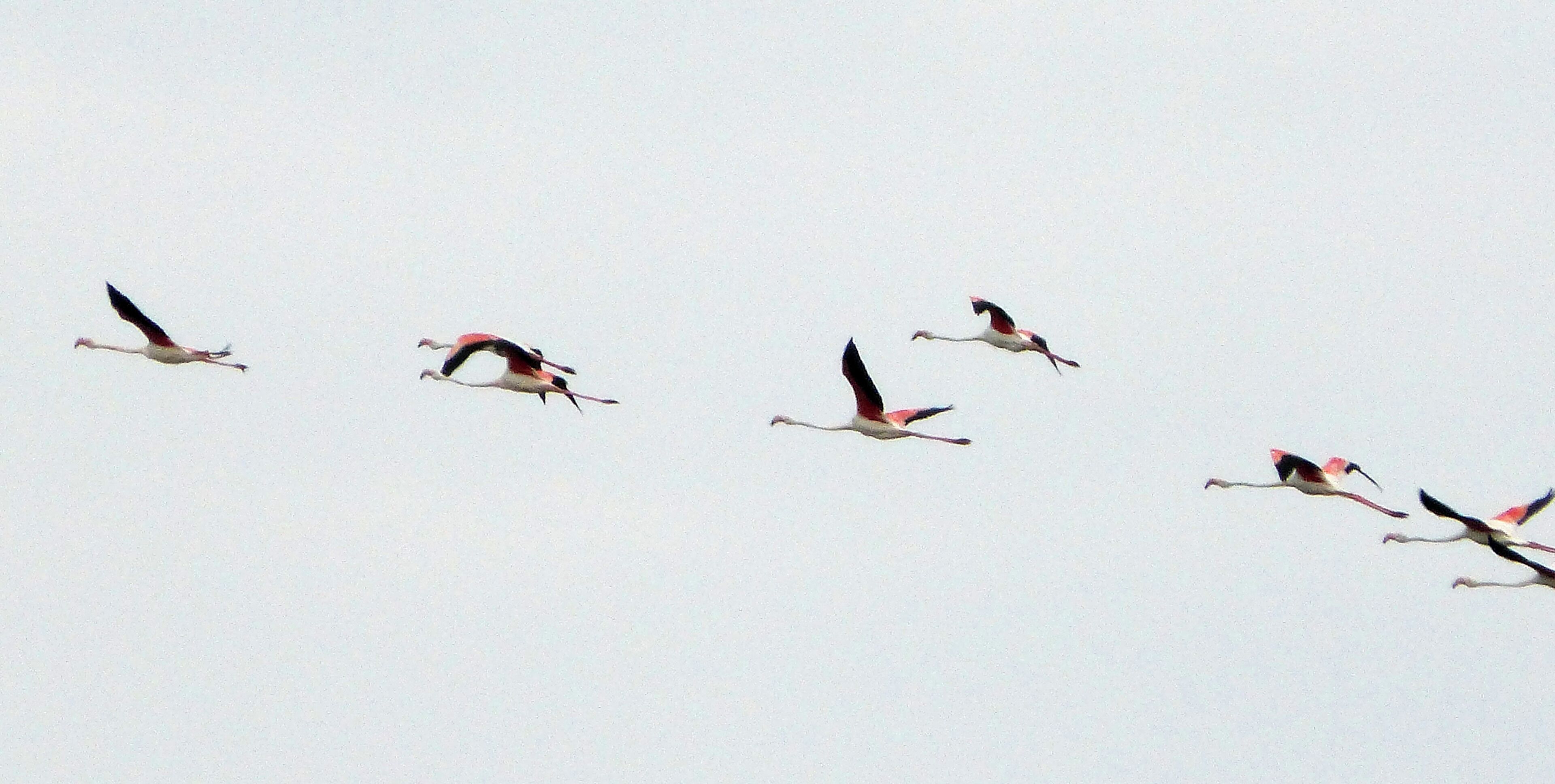 Greater Flamingos. Phoenicopterus ruber