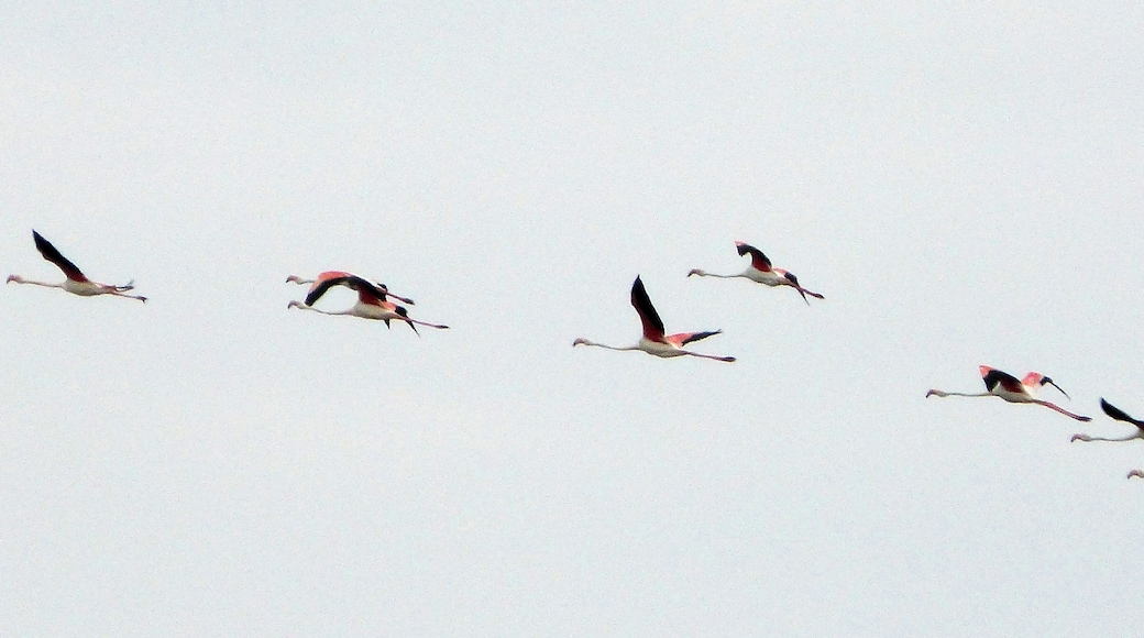 Greater Flamingos. Phoenicopterus ruber