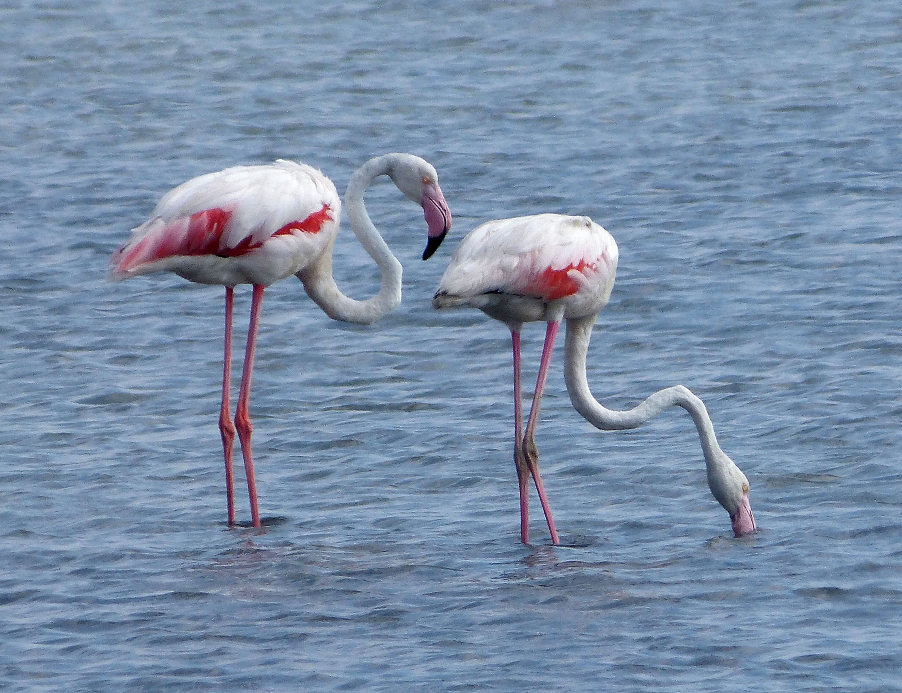 Greater Flamingos. Phoenicopterus ruber