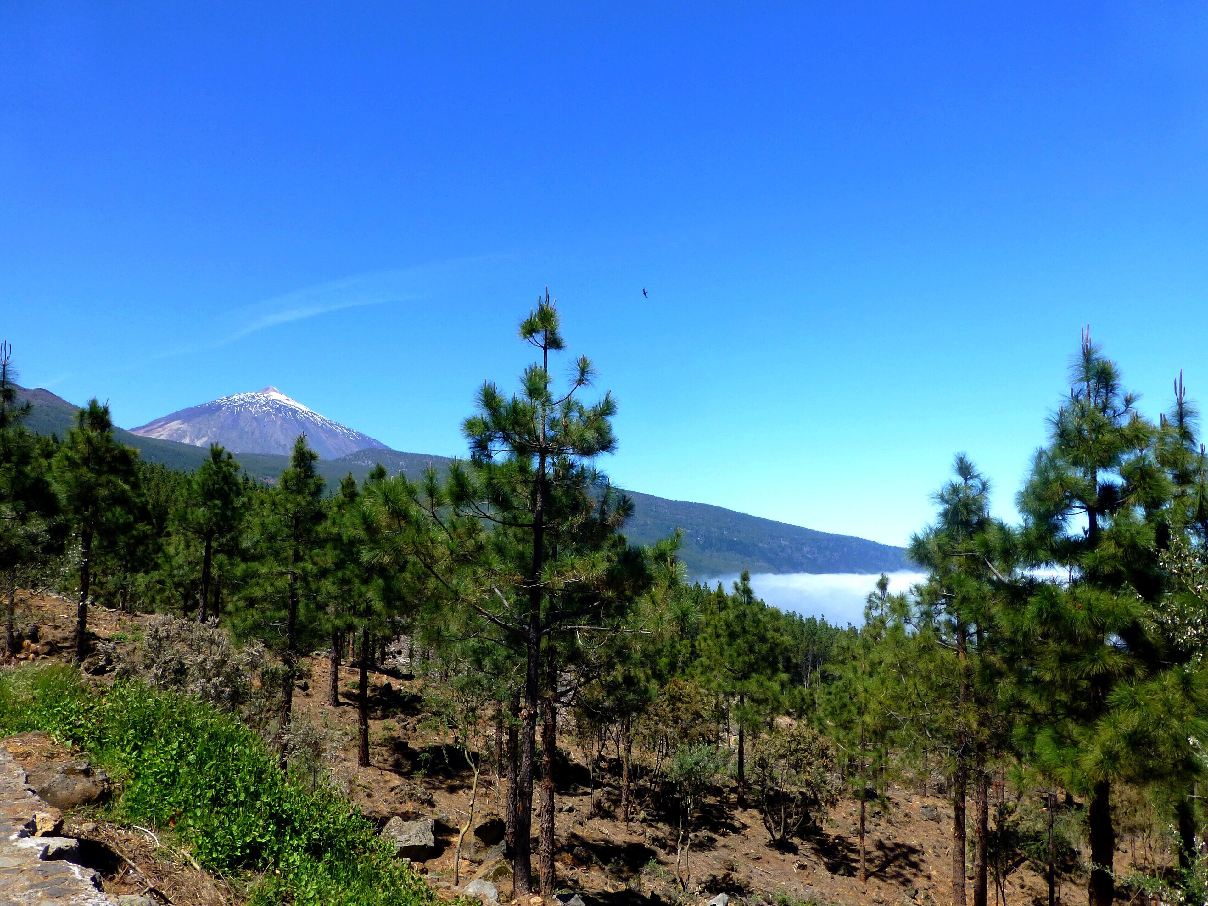 A mountain with a snow-capped peak, surrounded by pine trees and a clear blue sky.