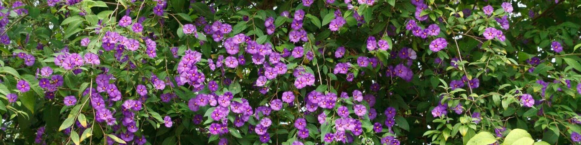 Cruz de los Martillos, Santa Cruz de Tenerife, Spain