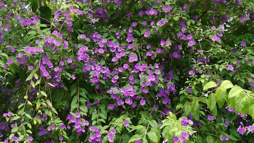 Cruz de los Martillos, Santa Cruz de Tenerife, Spain