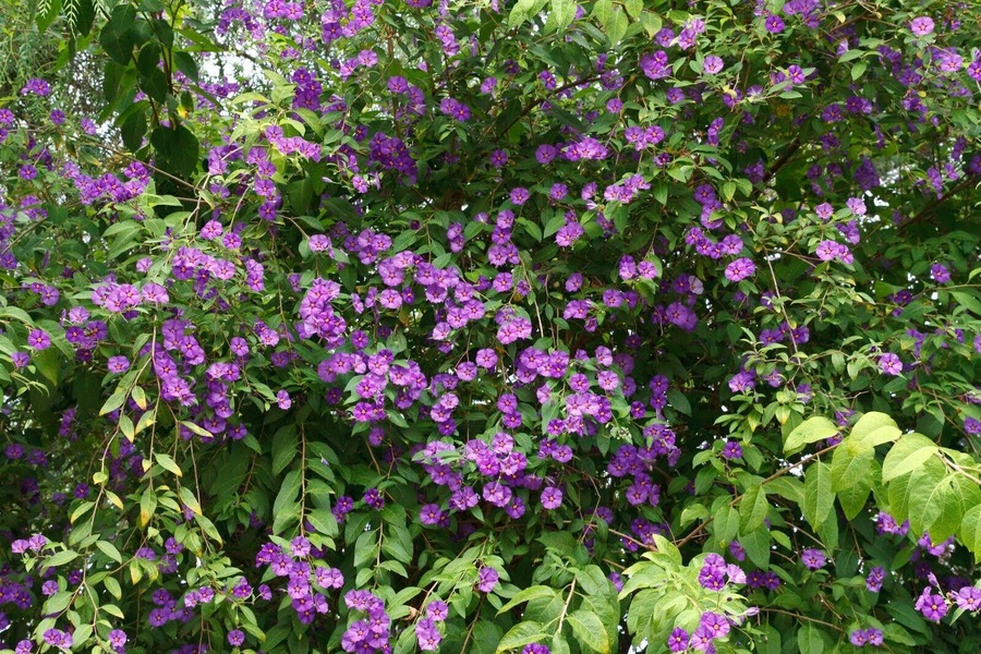 Cruz de los Martillos, Santa Cruz de Tenerife, Spain