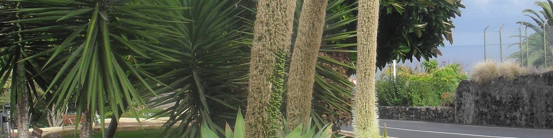 plaza en puerto de la cruz-tenerife-