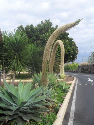 plaza en puerto de la cruz-tenerife-