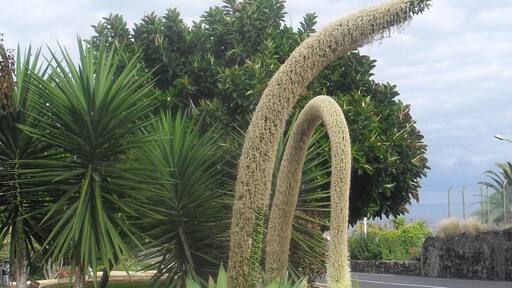 plaza en puerto de la cruz-tenerife-