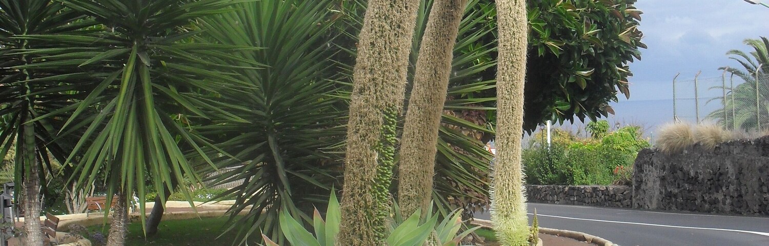 plaza en puerto de la cruz-tenerife-