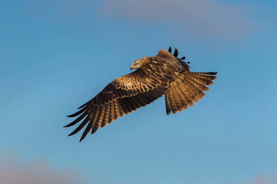 Red Kite - Catalonia - Spain_MG_5047