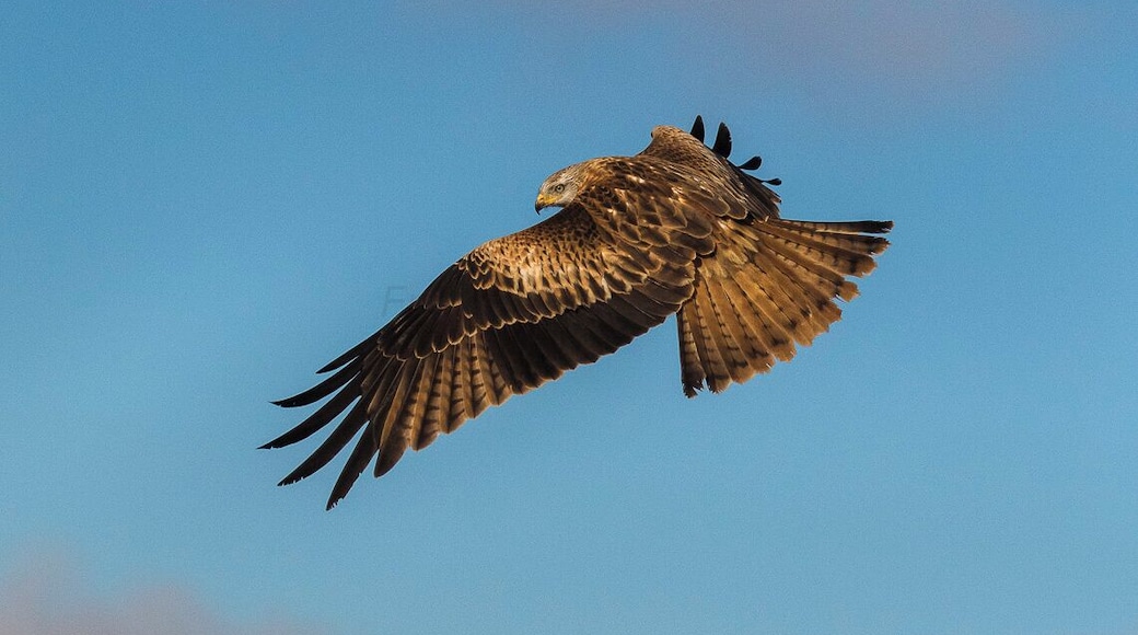Red Kite - Catalonia - Spain_MG_5047