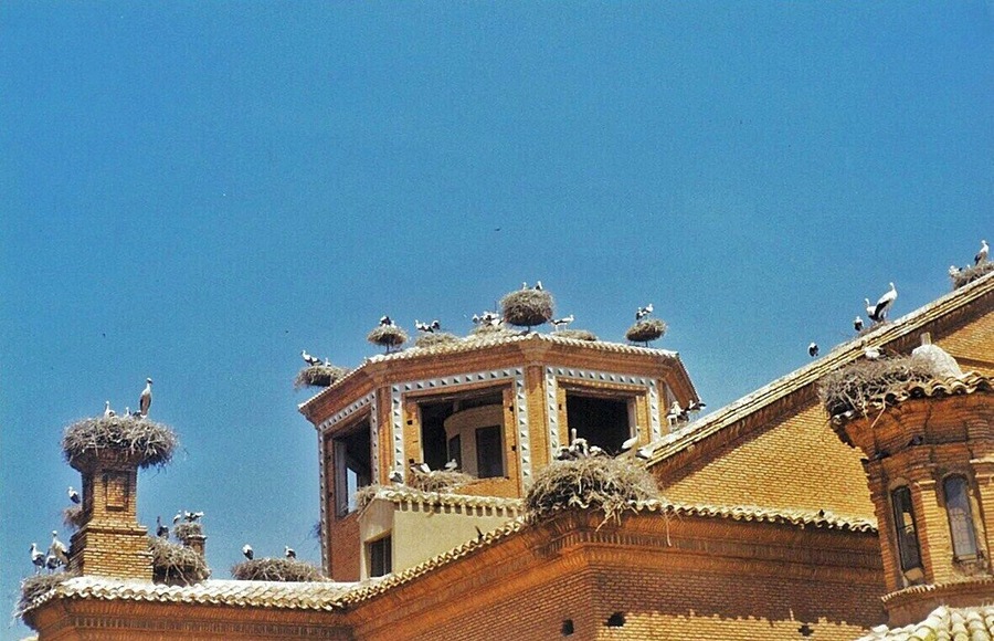 Las cigüeñas con las protagonistas de la ciudad de Alfaro, con más de 120 nidos y 500 cigüeñas son las que habitan en la Colegiata de San Miguel.