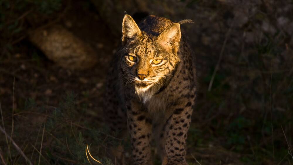 LINCE IBÉRICO- IBERIAN LYNX (Lynx pardinus) salvaje fotografiado en el Parque Natural Sierra de Andújar, Jaen, Andalucía, España