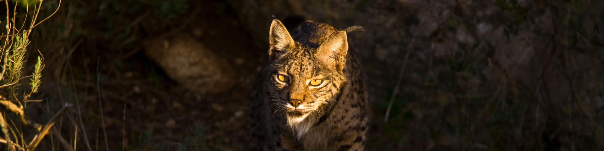 LINCE IBÉRICO- IBERIAN LYNX (Lynx pardinus) salvaje fotografiado en el Parque Natural Sierra de Andújar, Jaen, Andalucía, España