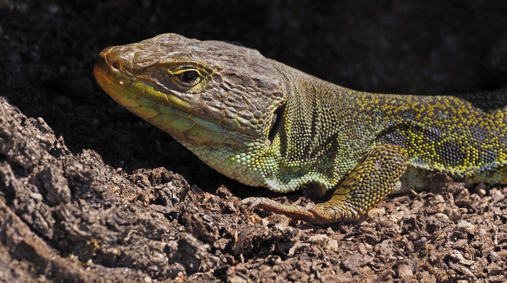 Ocellated lizard (Timon lepidus), La Lancha, Parque natural de la Sierra de Andújar, España