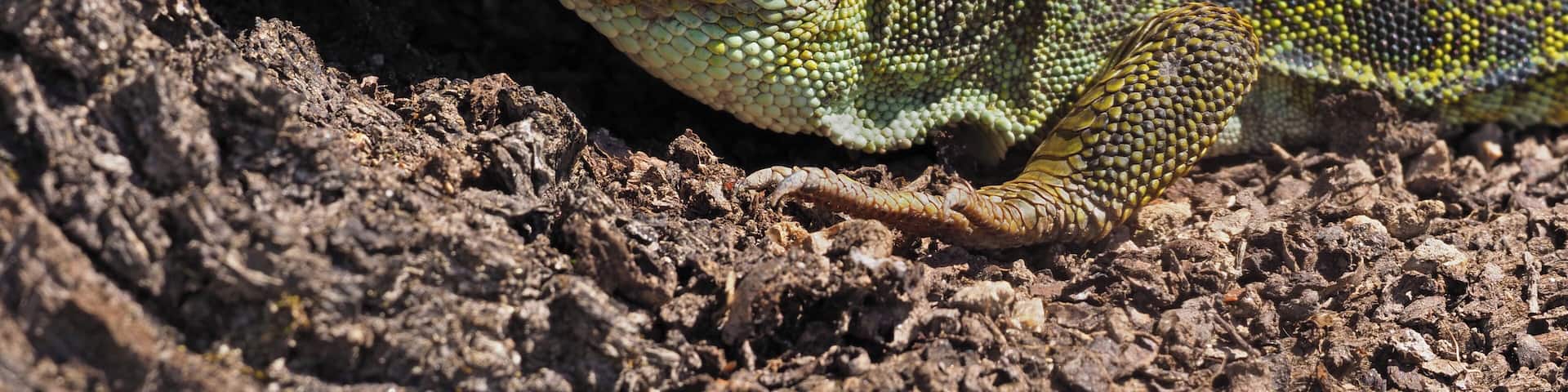 Ocellated lizard (Timon lepidus), La Lancha, Parque natural de la Sierra de Andújar, España