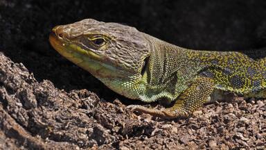 Ocellated lizard (Timon lepidus), La Lancha, Parque natural de la Sierra de Andújar, España