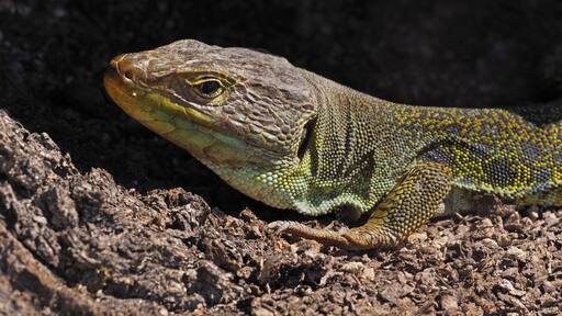 Ocellated lizard (Timon lepidus), La Lancha, Parque natural de la Sierra de Andújar, España