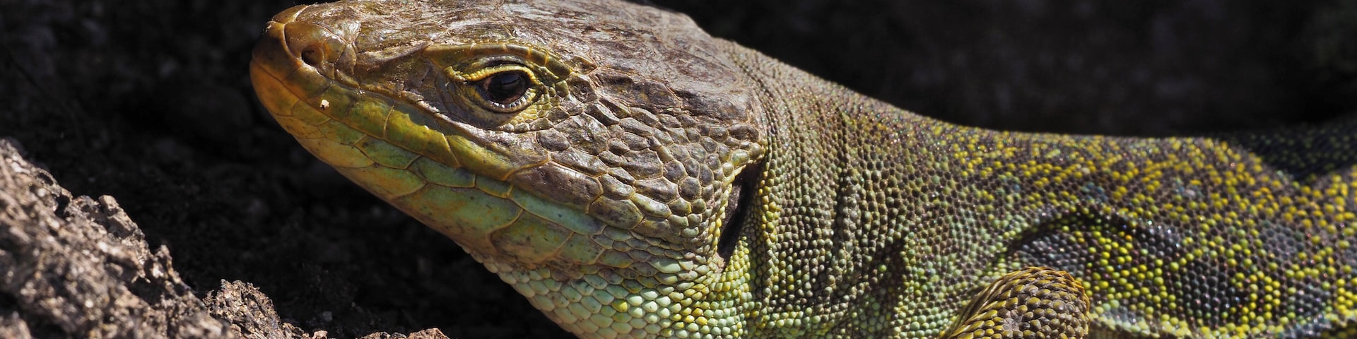 Ocellated lizard (Timon lepidus), La Lancha, Parque natural de la Sierra de Andújar, España