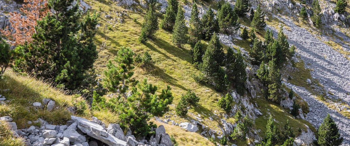 A mountainous landscape with scattered trees and rocky terrain.