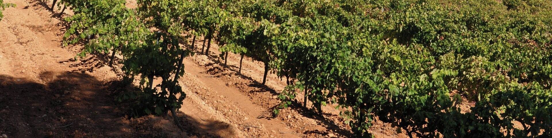 alt camp-tarragona-cataluña