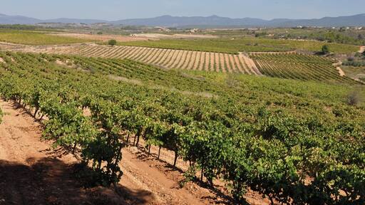 alt camp-tarragona-cataluรฑa