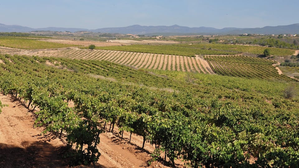 A vineyard with rows of grapevines.