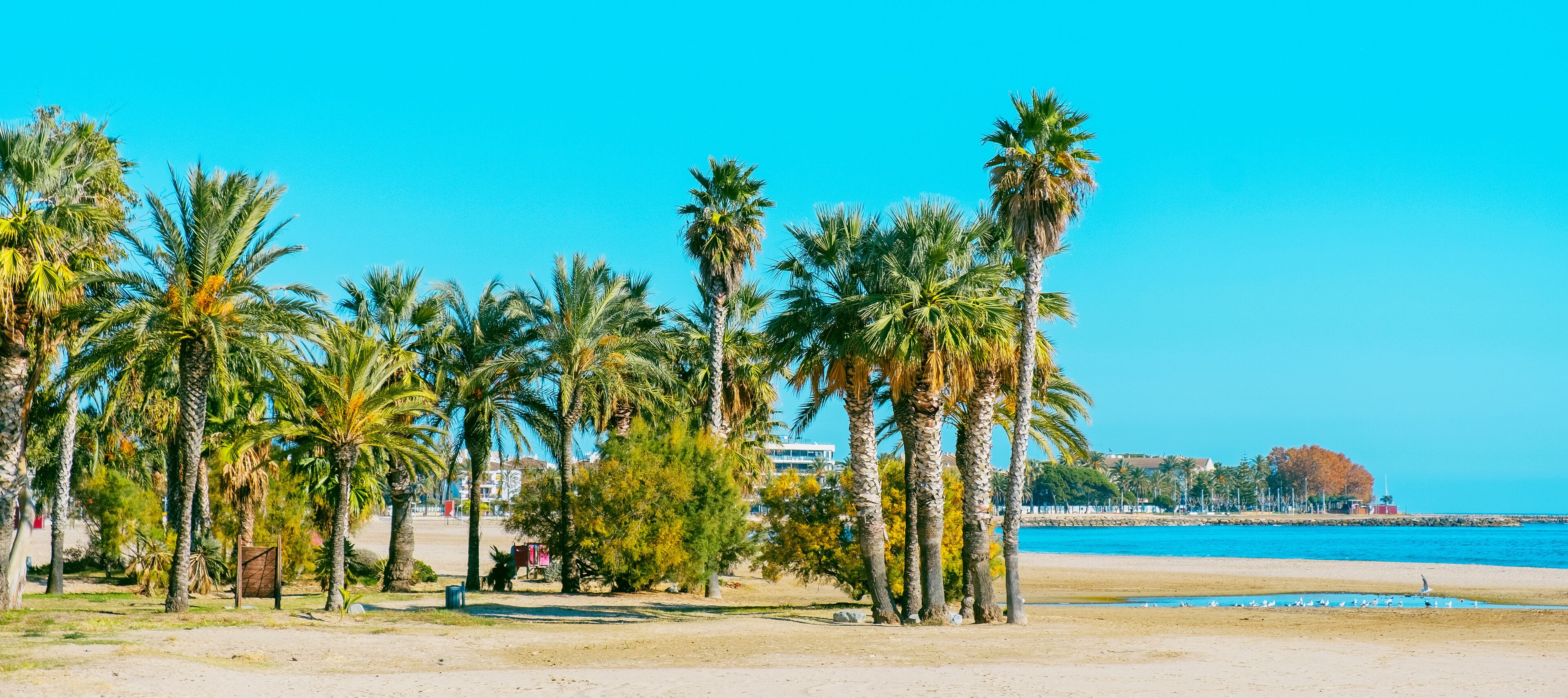 A beach with palm trees and a clear blue sky.