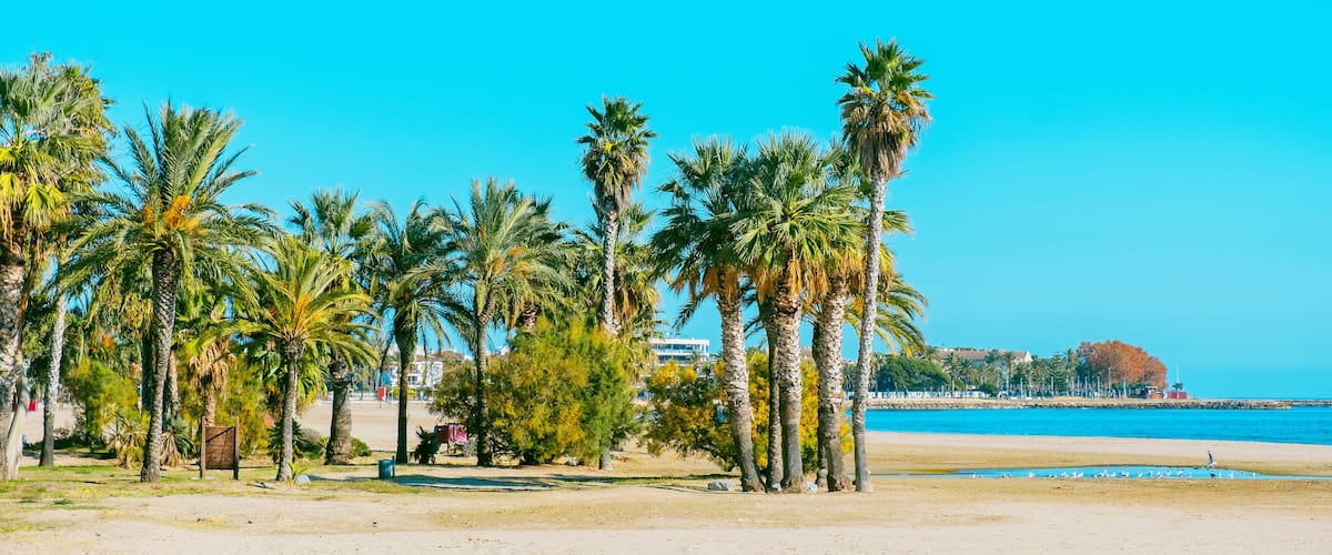 A beach with palm trees and a clear blue sky.