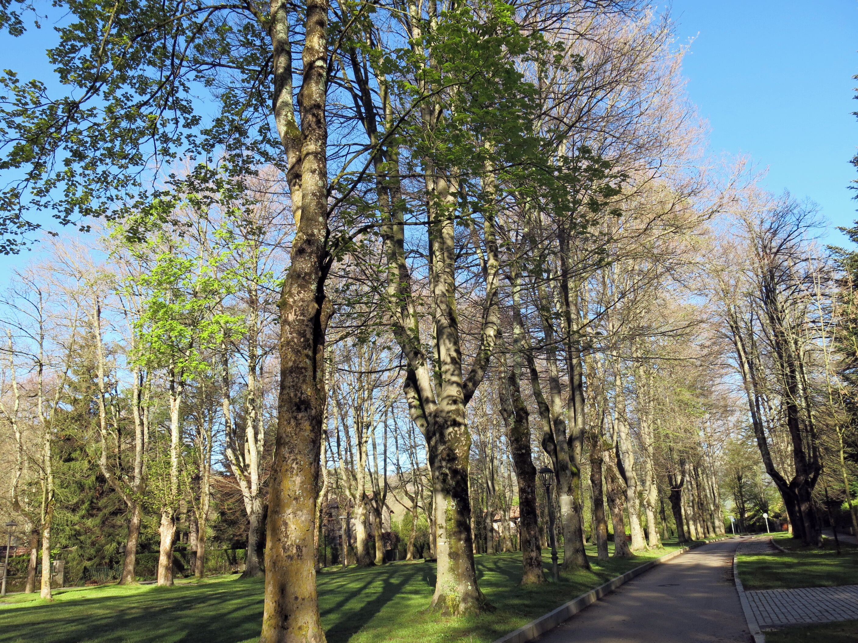 Un parque con árboles altos, un camino pavimentado y una zona verde.
