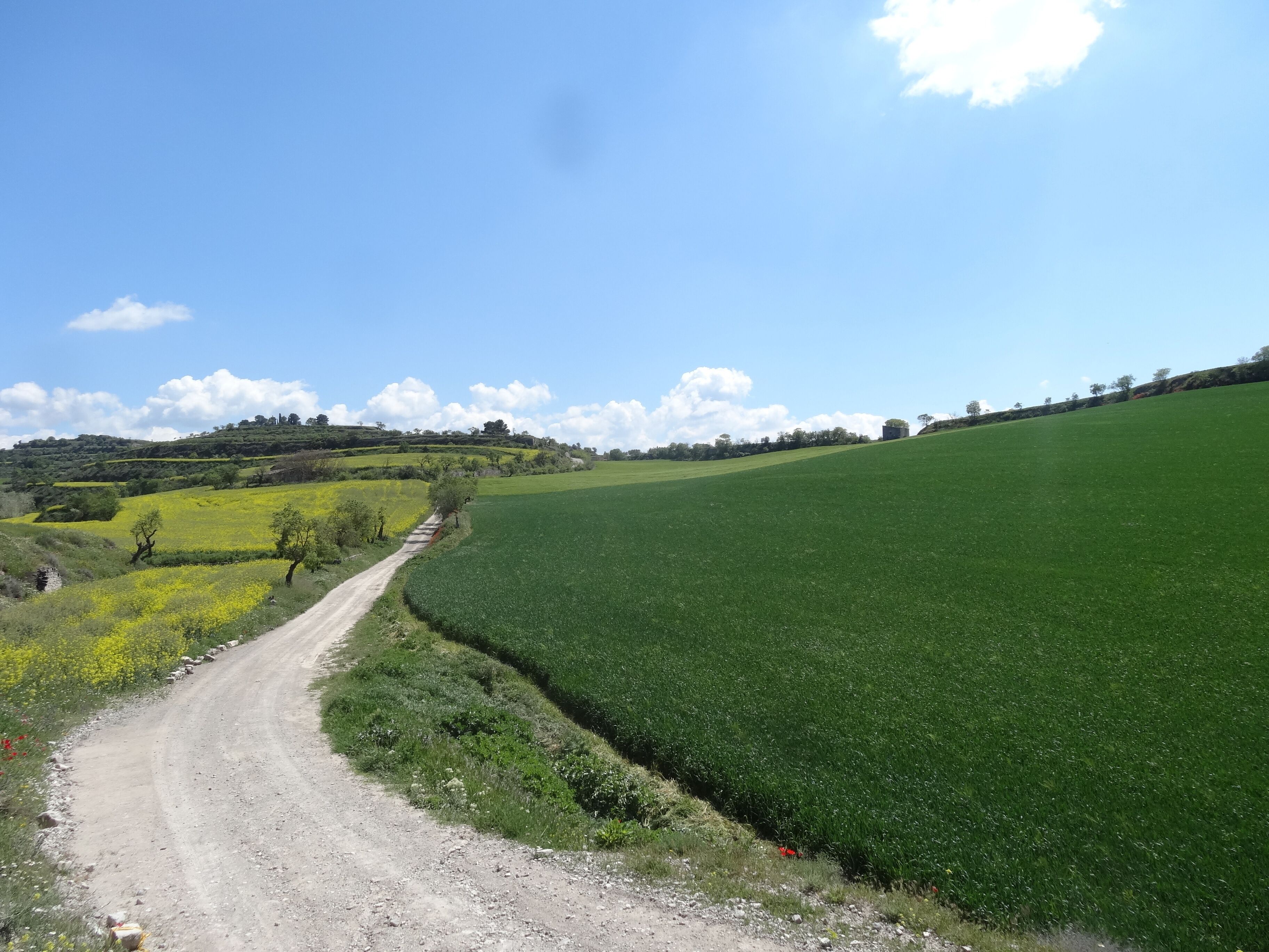 Camps a Cervera (maig 2013)