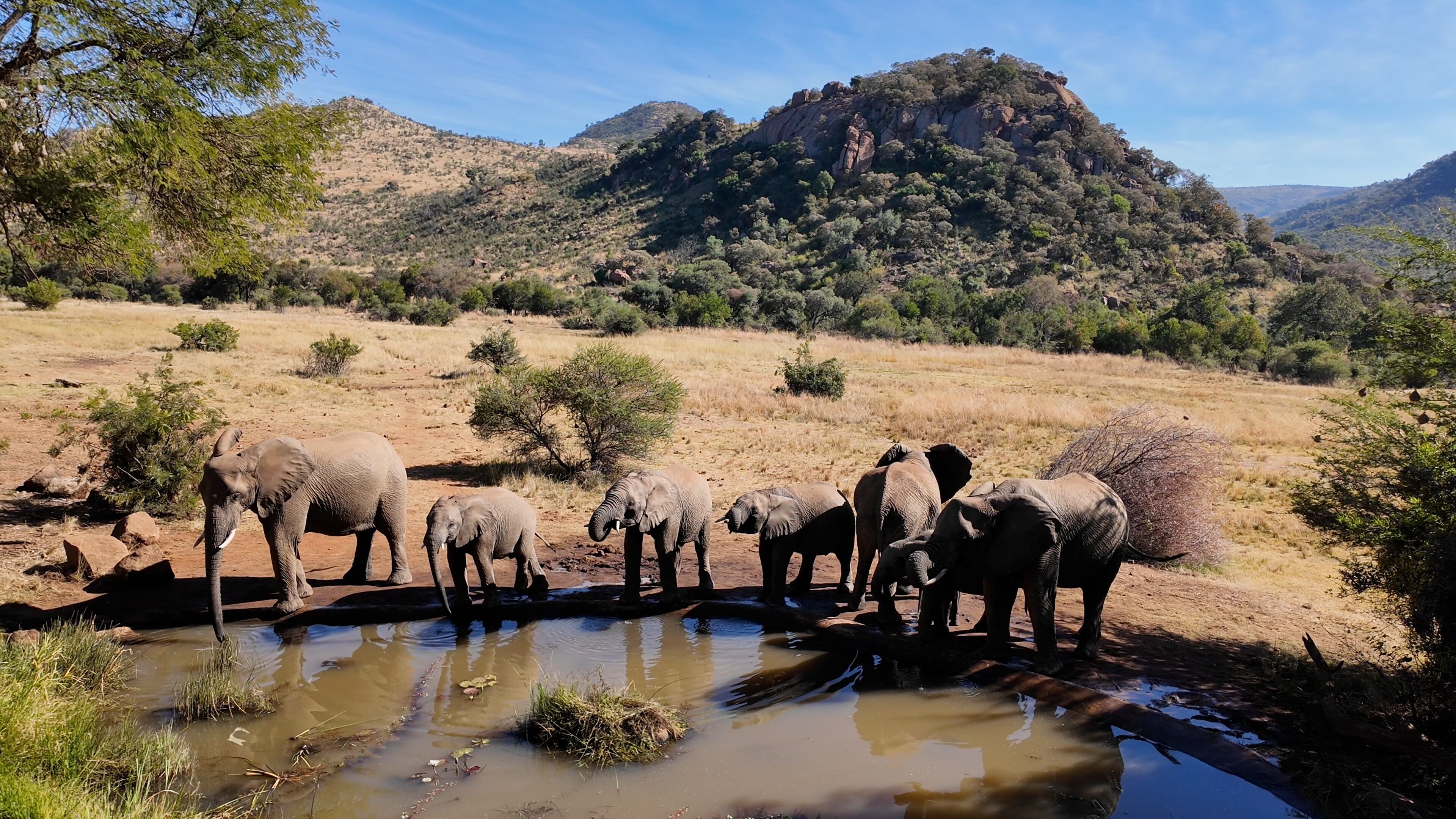Wild Elephants At Pilanesberg National Park In North West South Africa. African Animals Landscape. Pilanesberg National Park. Pilanesberg National Park At North West South Africa. Big Five Animals.