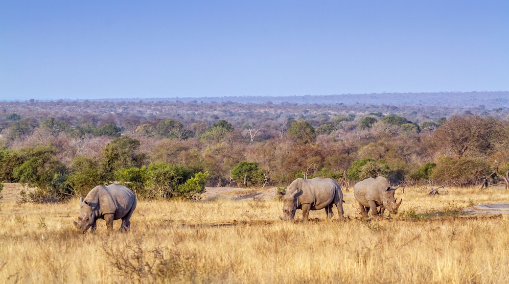 Southern white rhinoceros in Kruger National park, South Africa