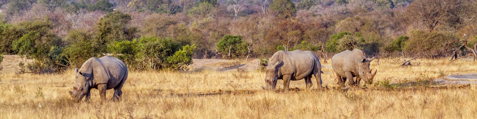 Southern white rhinoceros in Kruger National park, South Africa