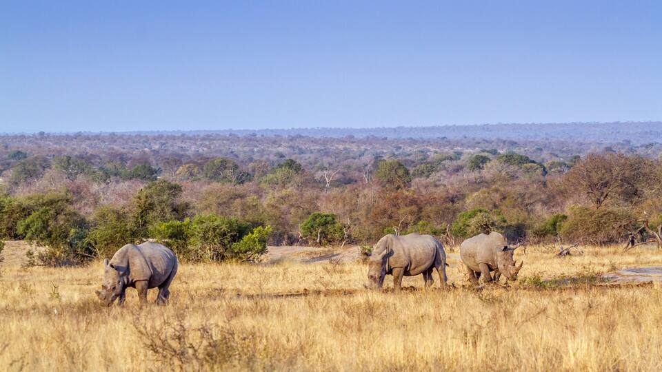 Three rhinos grazing in a dry grassland with sparse trees and a distant tree line.