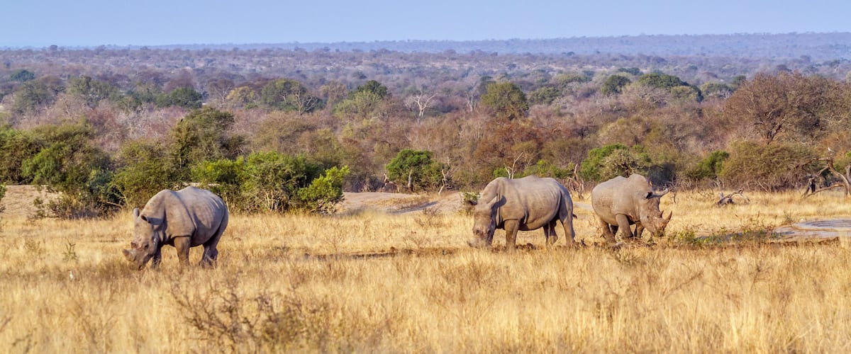 Three rhinos grazing in a dry grassland with sparse trees and a distant tree line.