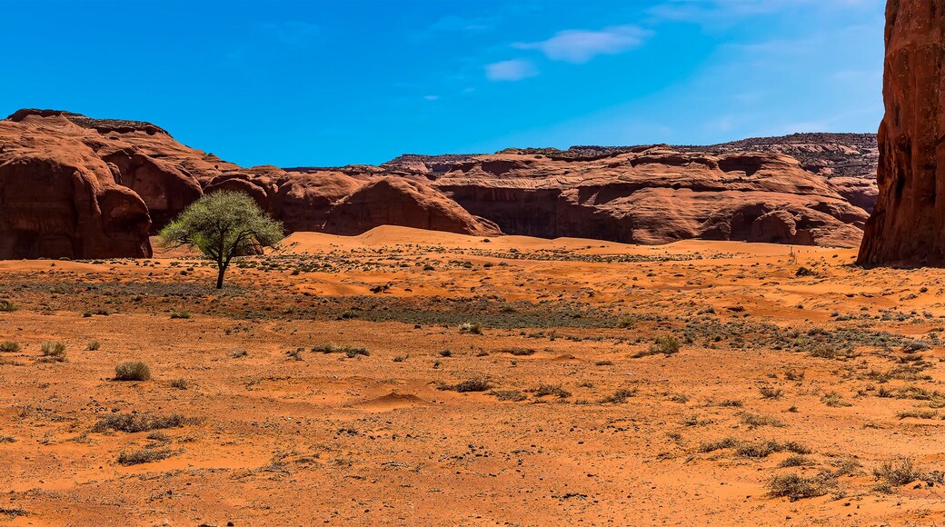 A view of a lone tree in desert plain in Monument Valley tribal park in springtime