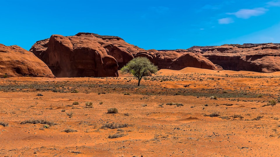 A desert landscape with red rock formations and sparse vegetation.
