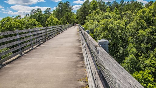 Nature along a 65 mile paved walking and hiking trail in north Georgia Silver Comet Trail