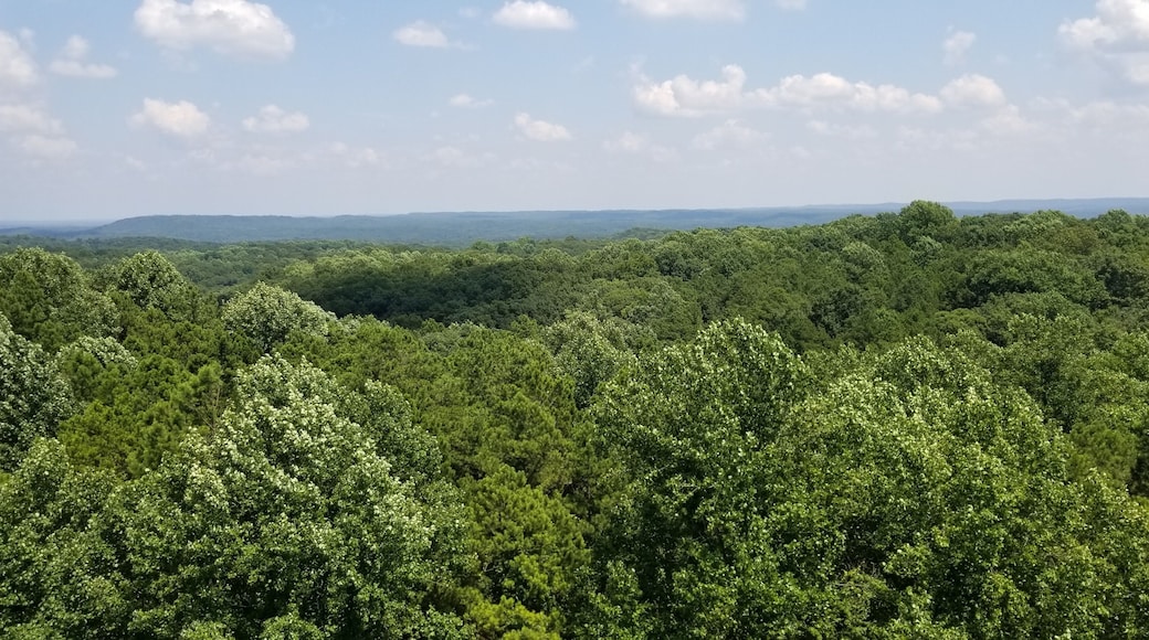 Lush Green Forests of Indiana with Leaves, Mushrooms, Trees and Moss